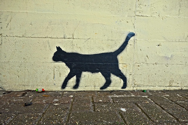 Gato negro que representa el falso mito de la mala suerte
